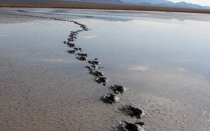 ۸۰ درصد تالاب کجی نمکزار نهبندان آبگیری شد