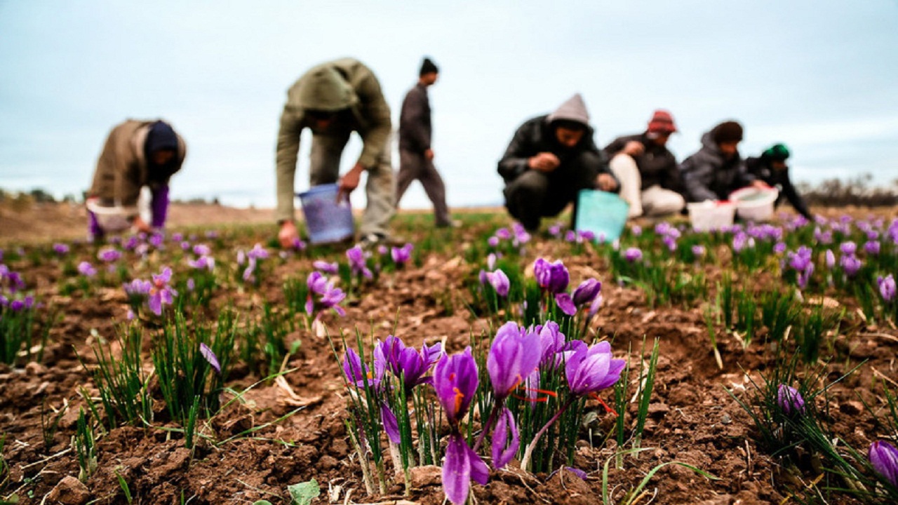 ۱۰۰کیلوگرم زعفران از کشاورزان خراسان جنوبی خریداری شد