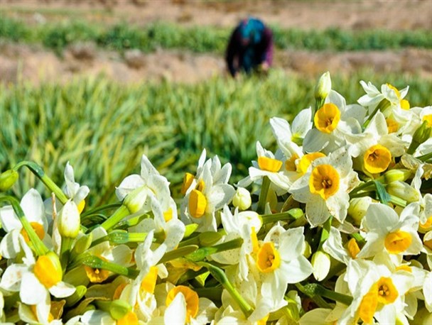 آغاز برداشت گل نرگس در خراسان‌جنوبی/ پیش‌بینی برداشت ۲۲ میلیون شاخه