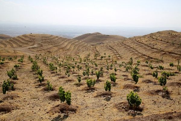 طرح جامع مقابله با بیابان‌زایی در طبس اجرا می شود