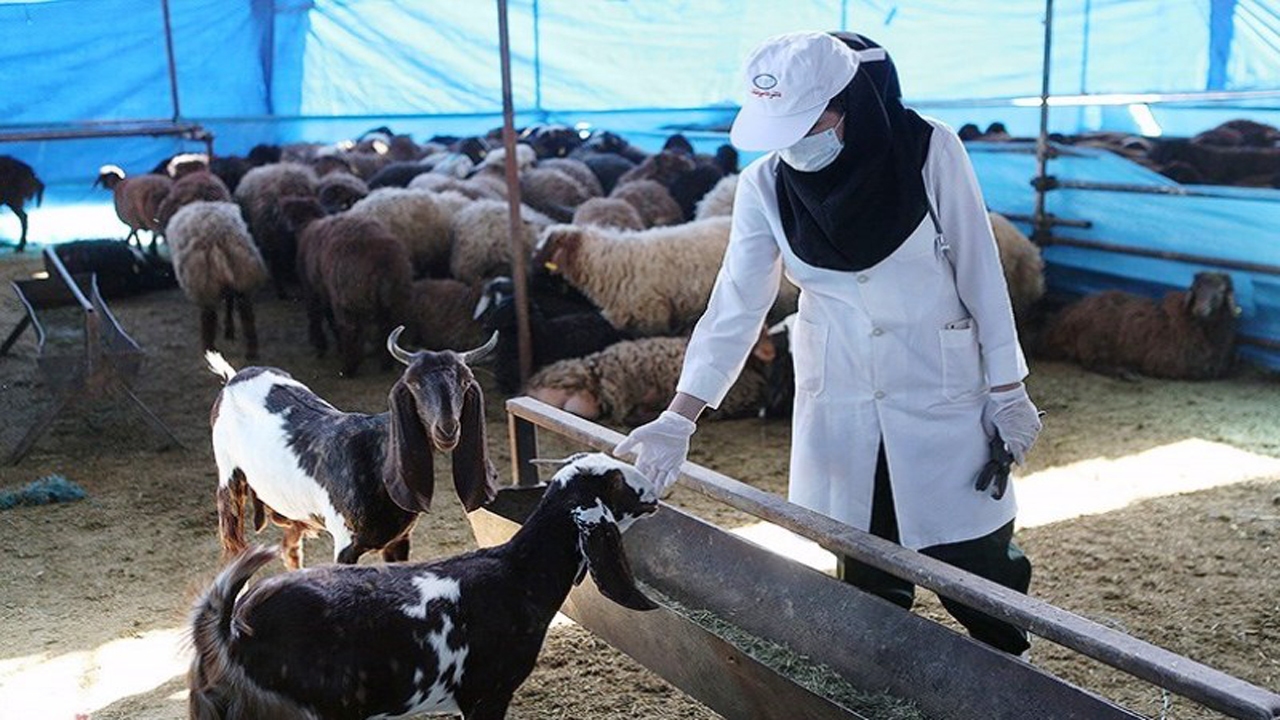 «کاروان سلامت دام» ستاد اجرایی فرمان امام خمینی (ره) در خراسان جنوبی مستقر شد