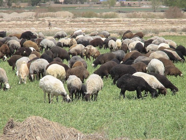 دامداران خراسان جنوبی ناگزير از تغذيه دام با علوفه دستی شدند