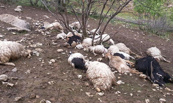 تلف شدن ۷۰ راس کل و بز در حیات وحش پیر حاجات طبس