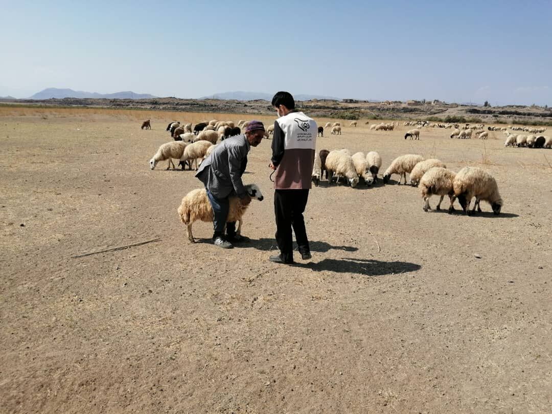 حضور ۴۱ گروه جهادی دامپزشکی در خراسان جنوبی